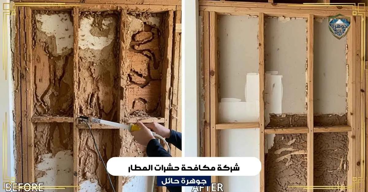 شركة مكافحة حشرات المطار بحائل