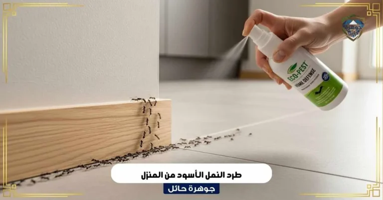 طرد النمل الأسود من المنزل في حائل